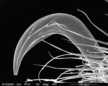 Media type: image;   Invertebrate Zoology 133769